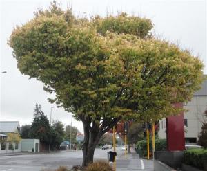 Autumn Tree (Small)